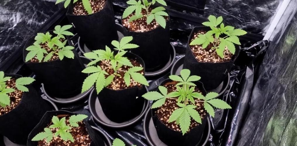 Elixir | 9 Plants | 84D | Houseofweed. Week 3