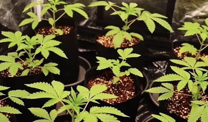 Elixir | 9 Plants | 84D | Houseofweed. Week 3