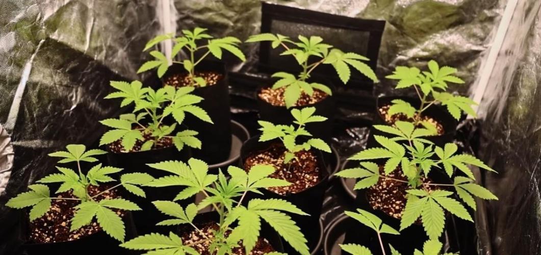 Elixir | 9 Plants | 84D | Houseofweed. Week 3