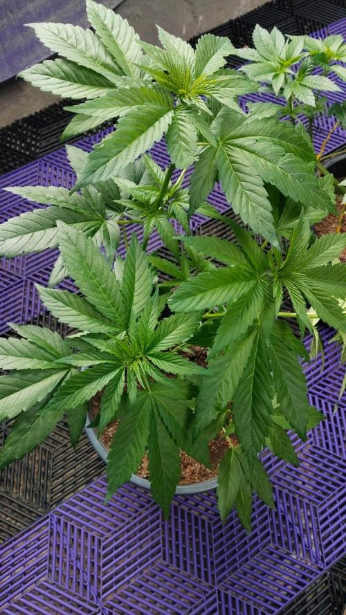 Pink Truffle — Colombia 🇨🇴. Week 3