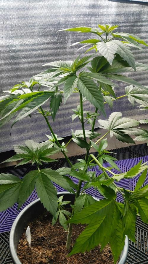 Pink Truffle — Colombia 🇨🇴. Week 3