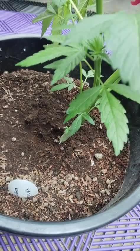 Tropicana Cookies — Colombia 🇨🇴