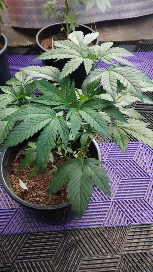 Tropicana Cookies — Colombia 🇨🇴. Week 3