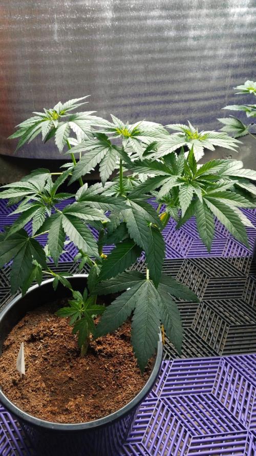 Pilot — Colombia 🇨🇴. Week 3