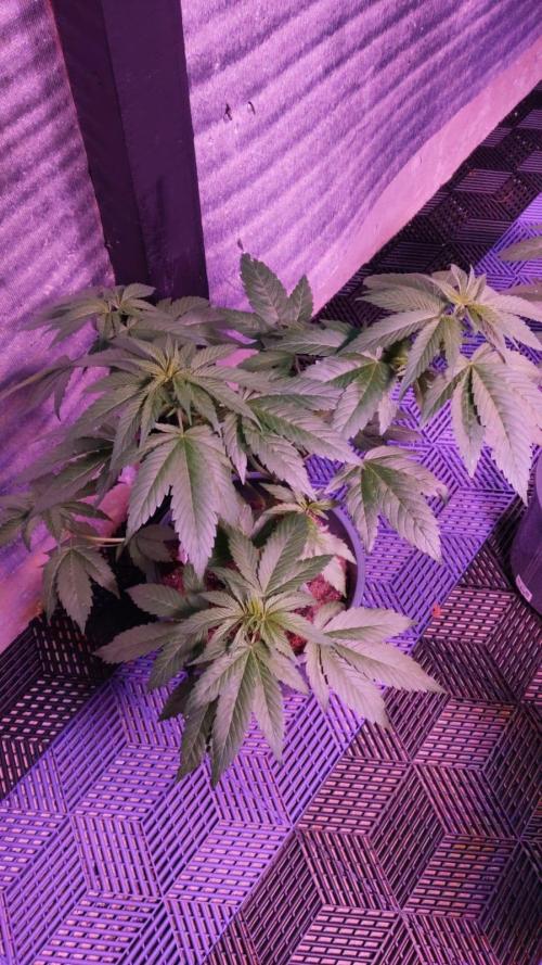 Pink Truffle — Colombia 🇨🇴. Week 4