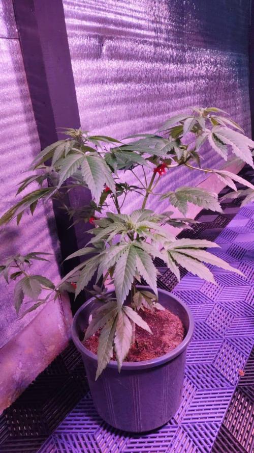 Pink Truffle — Colombia 🇨🇴. Week 4