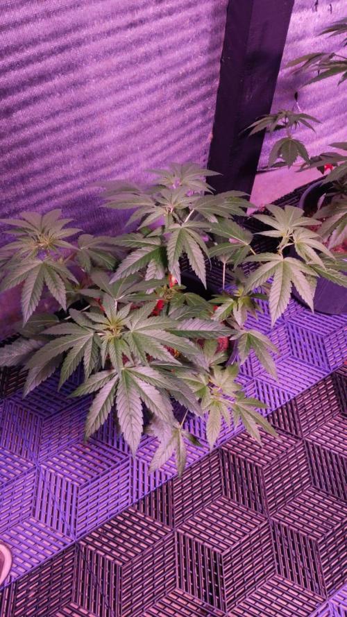 Pilot — Colombia 🇨🇴. Week 4