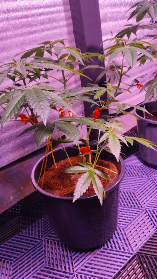 Pilot — Colombia 🇨🇴. Week 4
