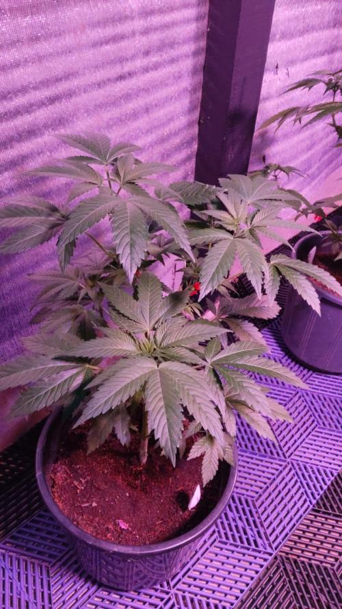 Tropicana Cookies — Colombia 🇨🇴. Week 4