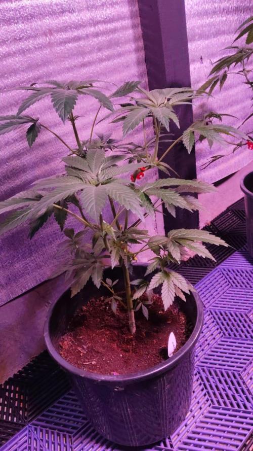 Tropicana Cookies — Colombia 🇨🇴. Week 4