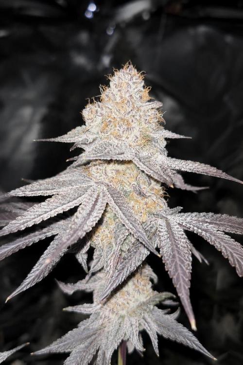 Hokuzan World Breeders X Hidden Group. Week 9