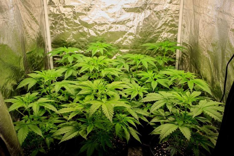 Elixir | 9 Plants | 84D | Houseofweed. Week 4