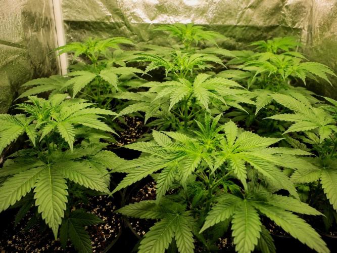 Elixir | 9 Plants | 84D | Houseofweed. Week 4