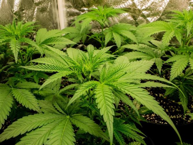 Elixir | 9 Plants | 84D | Houseofweed. Week 4