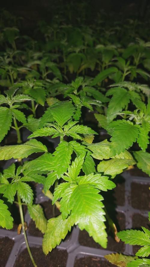 Hokuzai x Papaya 🇲🇦. Week 3