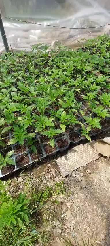 Hokuzai x Papaya 🇲🇦