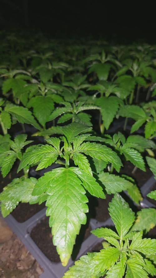 Vice city x Papaya 🇲🇦. Week 3