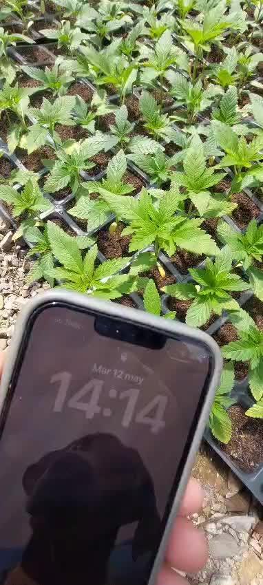 Vice city x Papaya 🇲🇦