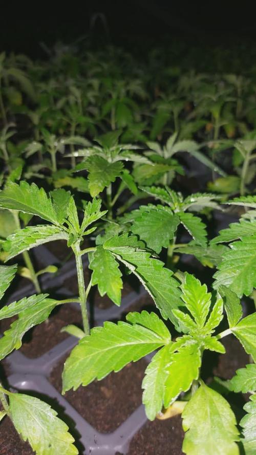 Honey Pot x Pink Honey 🇲🇦. Week 3