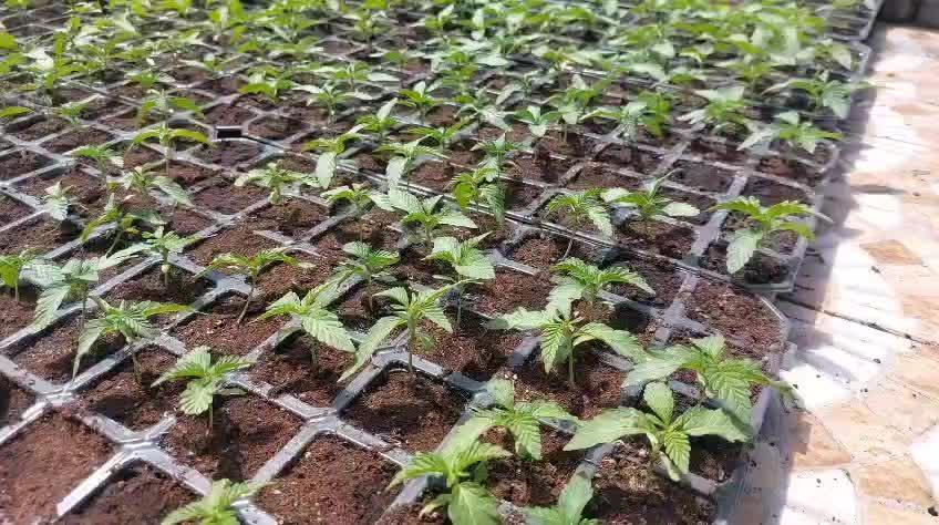 Super Boof x Pink Truffle #10 🇲🇦