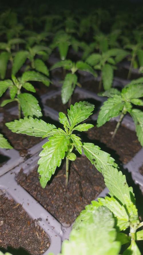 Tropicana cookies x Chiquita Banana 🇲🇦. Week 3