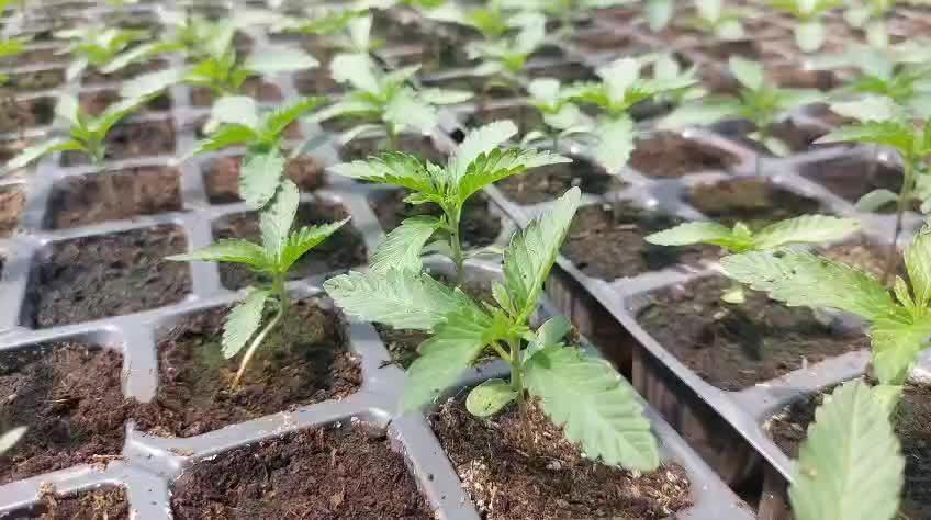 Sunset Gas x Pink Honey 🇲🇦