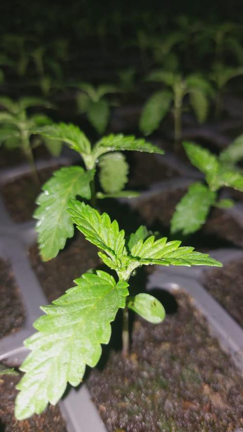 Sunset Gas x Pink Honey 🇲🇦. Week 3