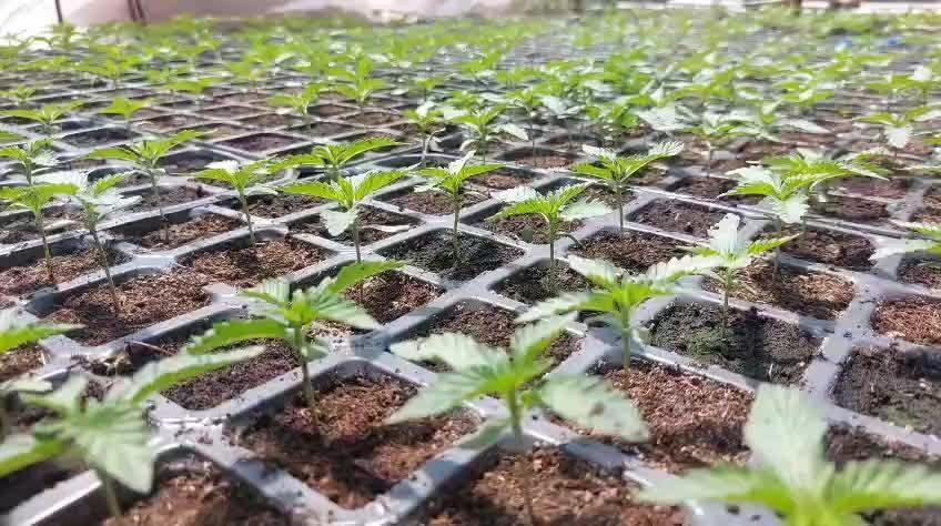 Banana Jelly x Pink Honey 🇲🇦