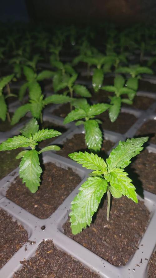 Banana Jelly x Pink Honey 🇲🇦. Week 3