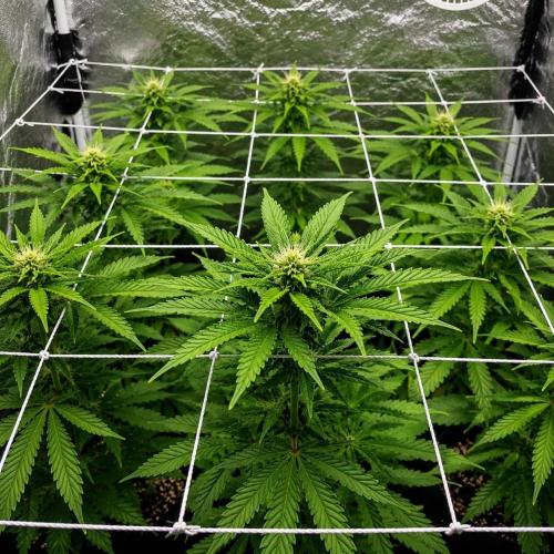 Elixir | 9 Plants | 84D | Houseofweed. Week 5
