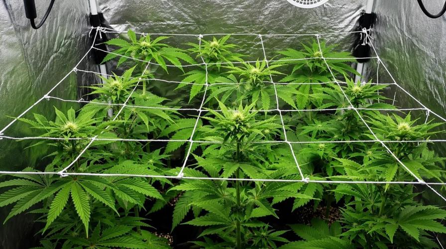 Elixir | 9 Plants | 84D | Houseofweed. Week 5