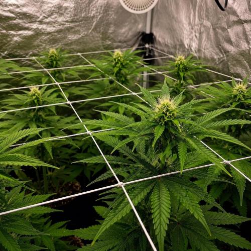 Elixir | 9 Plants | 84D | Houseofweed. Week 5