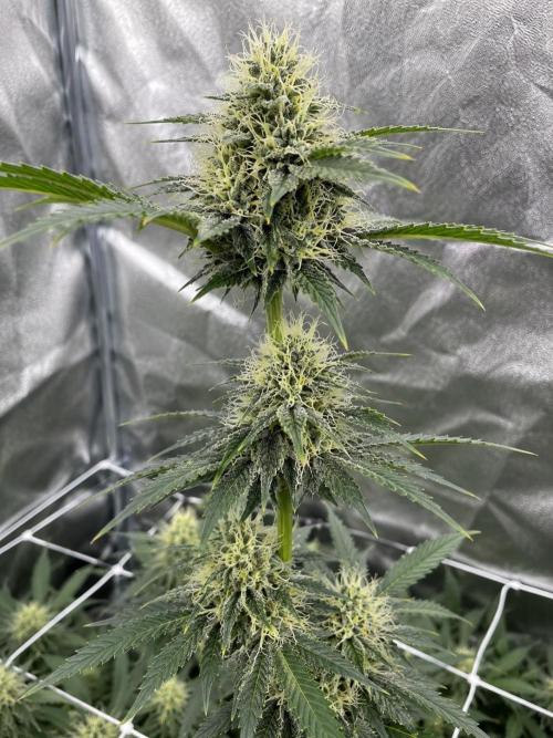 Hokuzan World Breeders X Hidden Group. Week 10