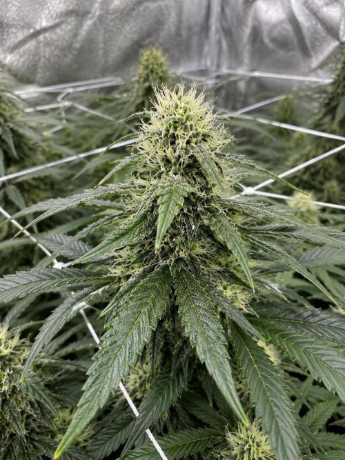 Hokuzan World Breeders X Hidden Group. Week 10
