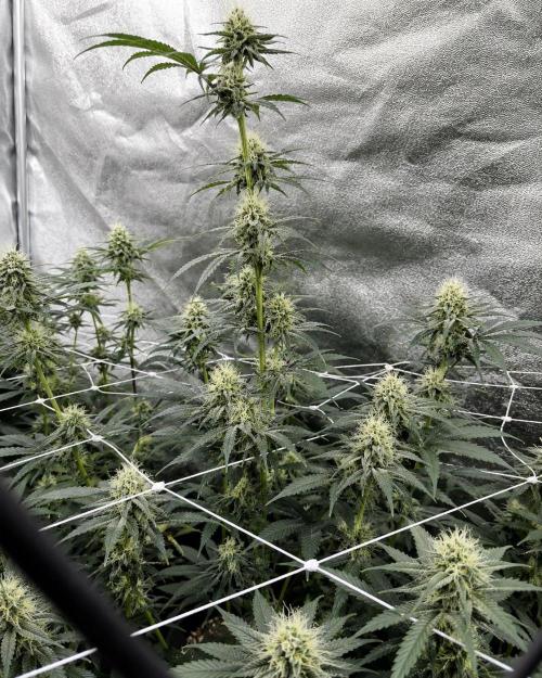 Hokuzan World Breeders X Hidden Group. Week 10