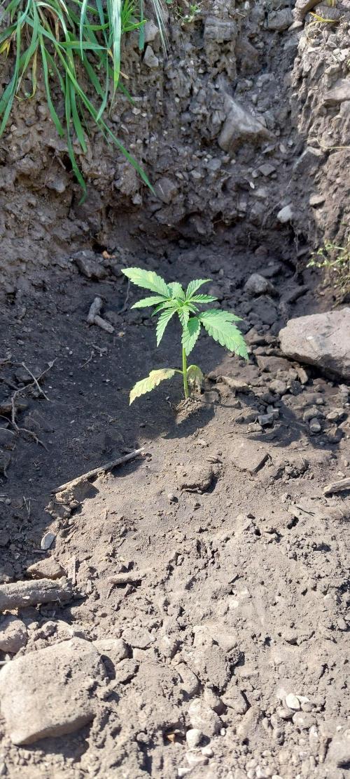Hokuzai x Papaya 🇲🇦. Week 4