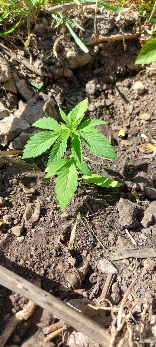 Vice city x Papaya 🇲🇦. Week 4
