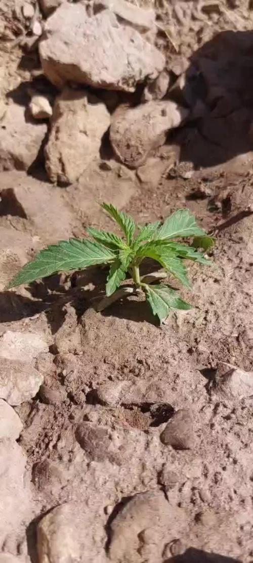 Banana Jelly x Pink Honey 🇲🇦