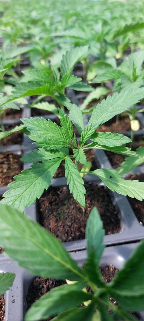 Tropicana cookies x Chiquita Banana 🇲🇦. Week 4
