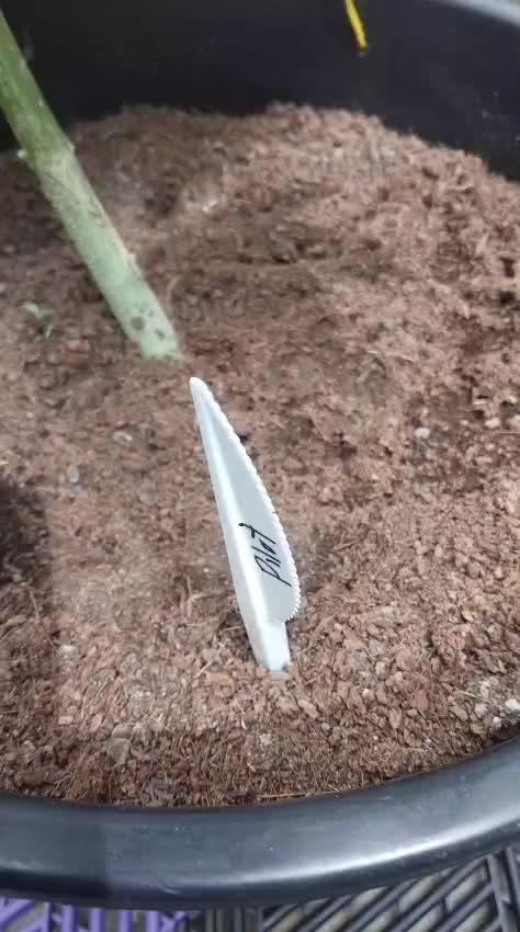 Pilot — Colombia 🇨🇴