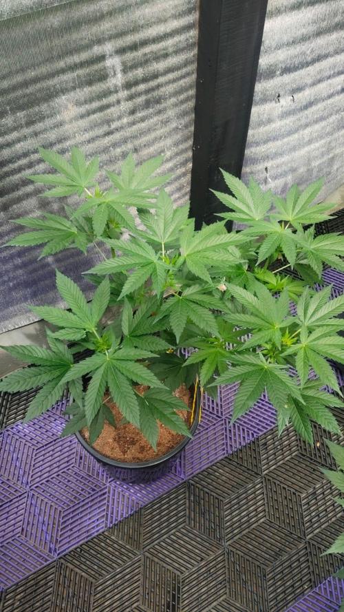 Pilot — Colombia 🇨🇴. Week 5