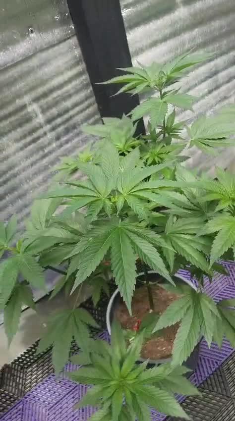 Pink Truffle — Colombia 🇨🇴