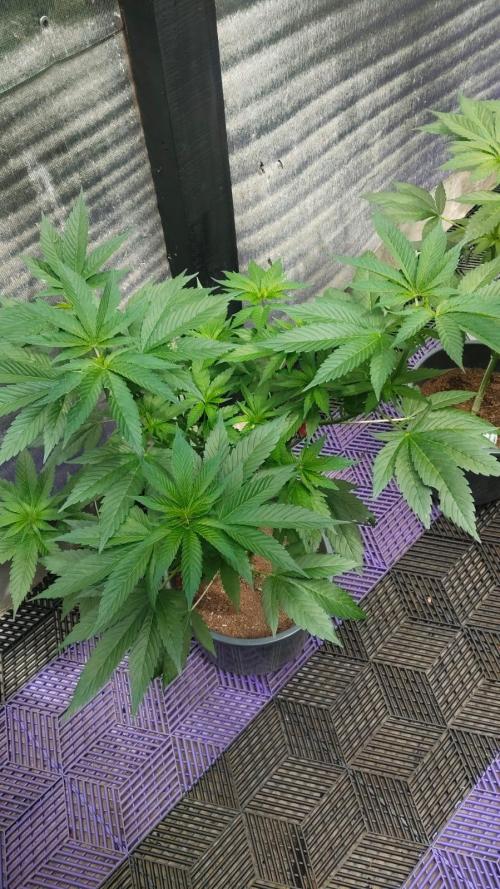 Pink Truffle — Colombia 🇨🇴. Week 5