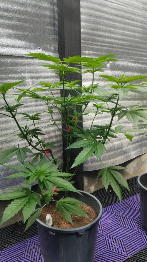 Pink Truffle — Colombia 🇨🇴. Week 5
