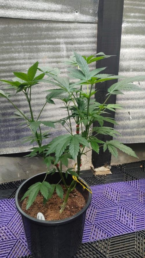 Tropicana Cookies — Colombia 🇨🇴. Week 5