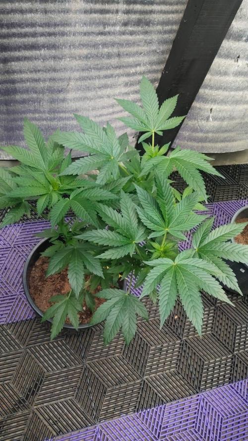 Tropicana Cookies — Colombia 🇨🇴. Week 5