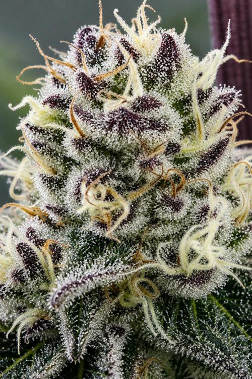 Hokuzan World Breeders X Hidden Group. Week 11