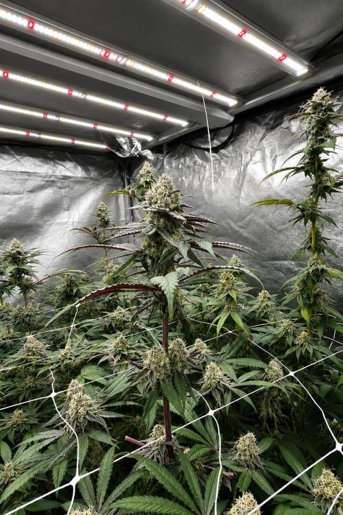 Hokuzan World Breeders X Hidden Group. Week 11