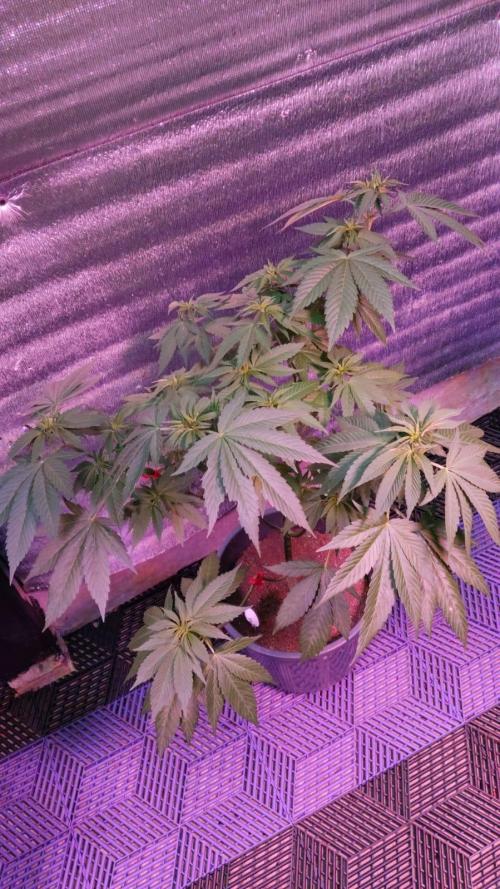 Pink Truffle — Colombia 🇨🇴. Week 6