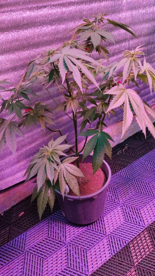 Pink Truffle — Colombia 🇨🇴. Week 6